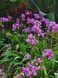 Spathoglottis Plant
